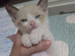 Gato raça Vira-lata idade Abaixo de 2 meses nome Sem nomes ainda. 