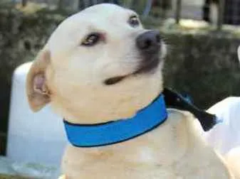 Cachorro ra a SRD idade 6 ou mais anos nome Fubá