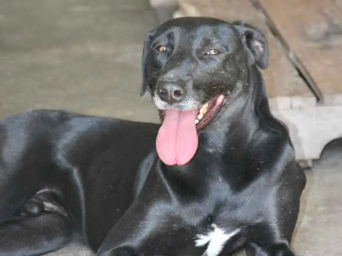 Cachorro raça Srd idade 2 anos nome Thor