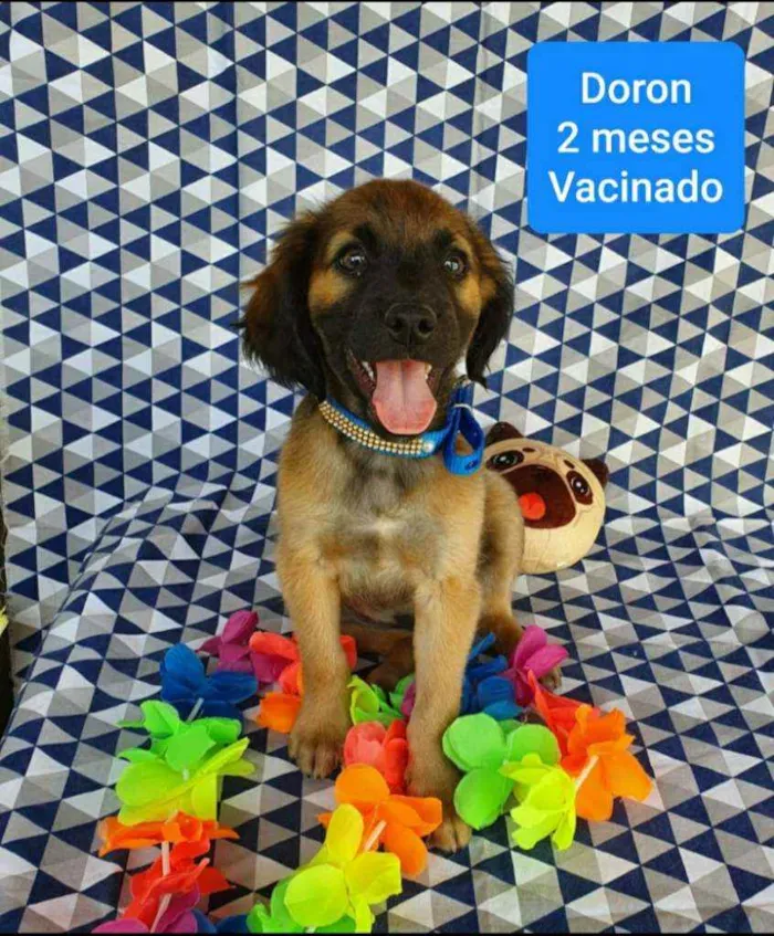 Cachorro ra a SRD idade 2 a 6 meses nome DORON