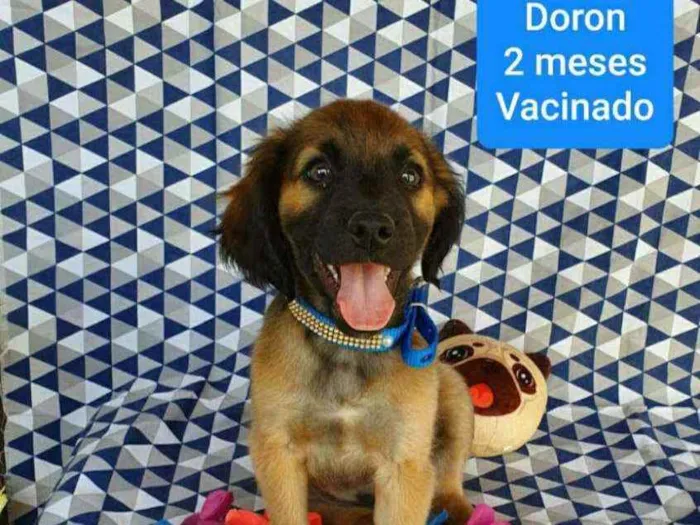 Cachorro ra a SRD idade 2 a 6 meses nome DORON