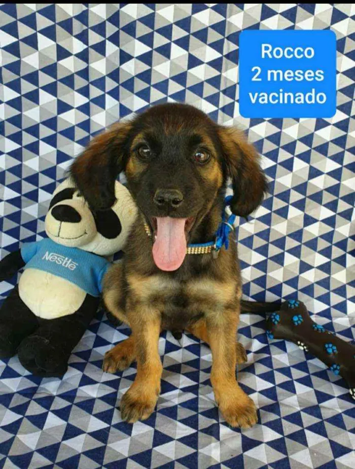 Cachorro ra a SRD idade 2 a 6 meses nome ROCCO 
