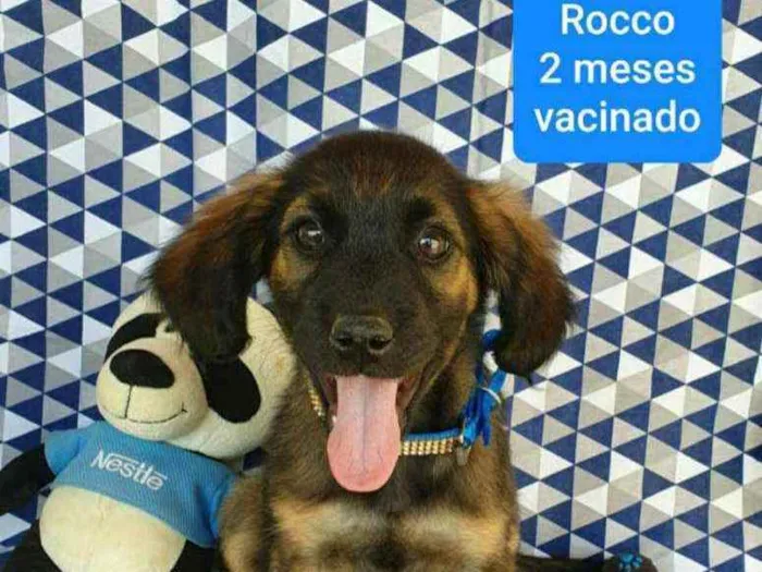Cachorro ra a SRD idade 2 a 6 meses nome ROCCO 