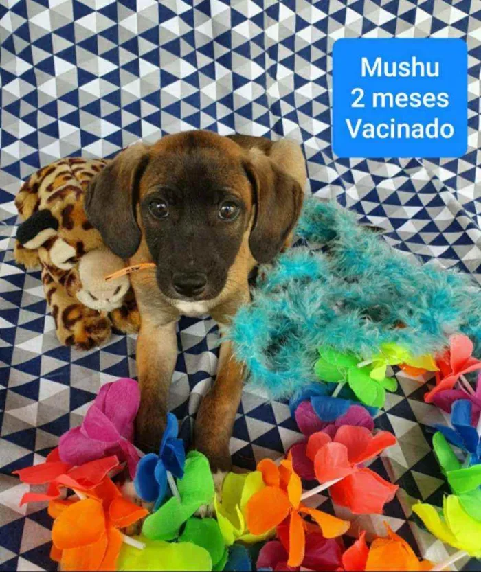 Cachorro ra a SRD  idade 2 a 6 meses nome MUSHU