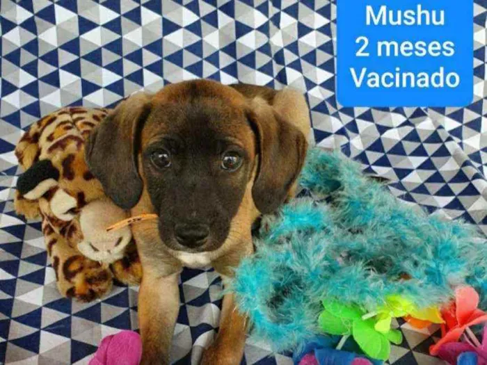 Cachorro ra a SRD  idade 2 a 6 meses nome MUSHU