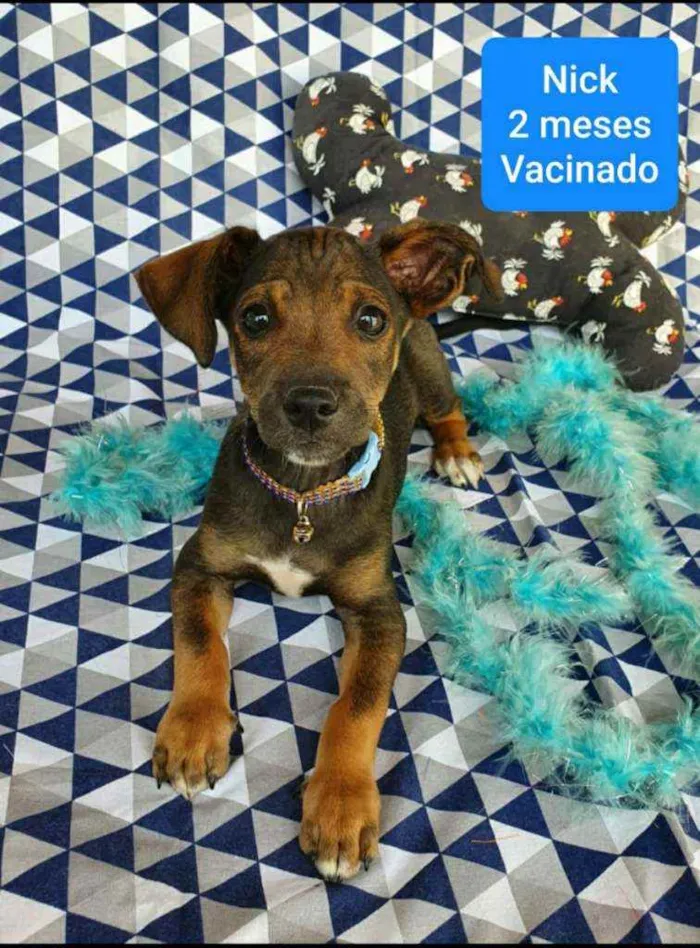 Cachorro ra a SRD idade 2 a 6 meses nome NICK