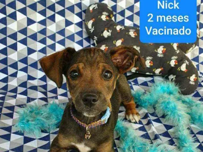 Cachorro ra a SRD idade 2 a 6 meses nome NICK