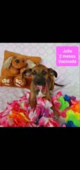 JOLIE 