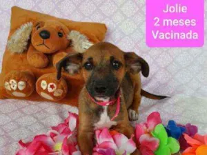 Cachorro raça SRD idade 2 a 6 meses nome JOLIE 