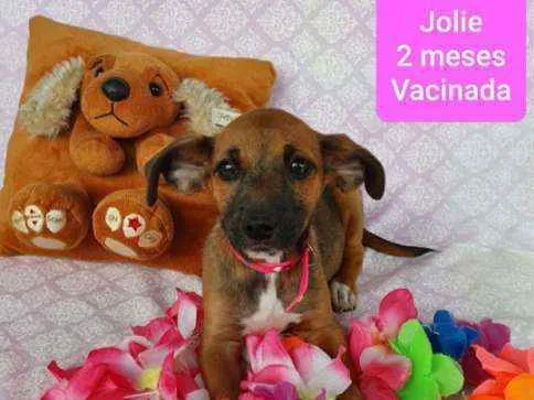 Cachorro ra a SRD idade 2 a 6 meses nome JOLIE 