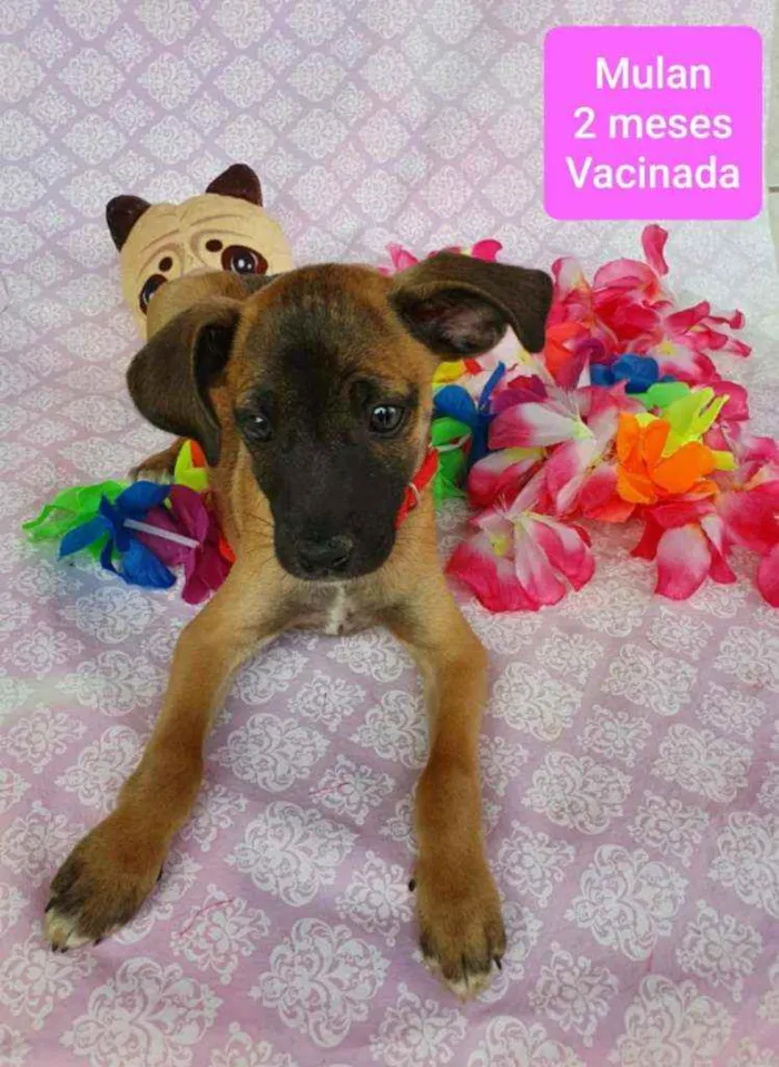 Cachorro ra a SRD idade 2 a 6 meses nome MULAN 