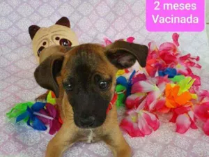 Cachorro raça SRD idade 2 a 6 meses nome MULAN 