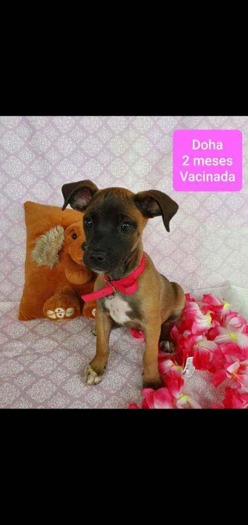 Cachorro ra a SRD idade 2 a 6 meses nome DOHA 