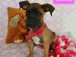 Cachorro raça SRD idade 2 a 6 meses nome DOHA 