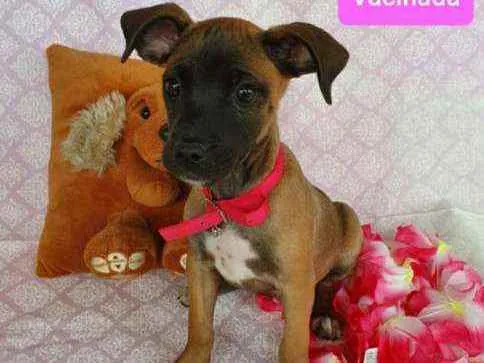 Cachorro ra a SRD idade 2 a 6 meses nome DOHA 