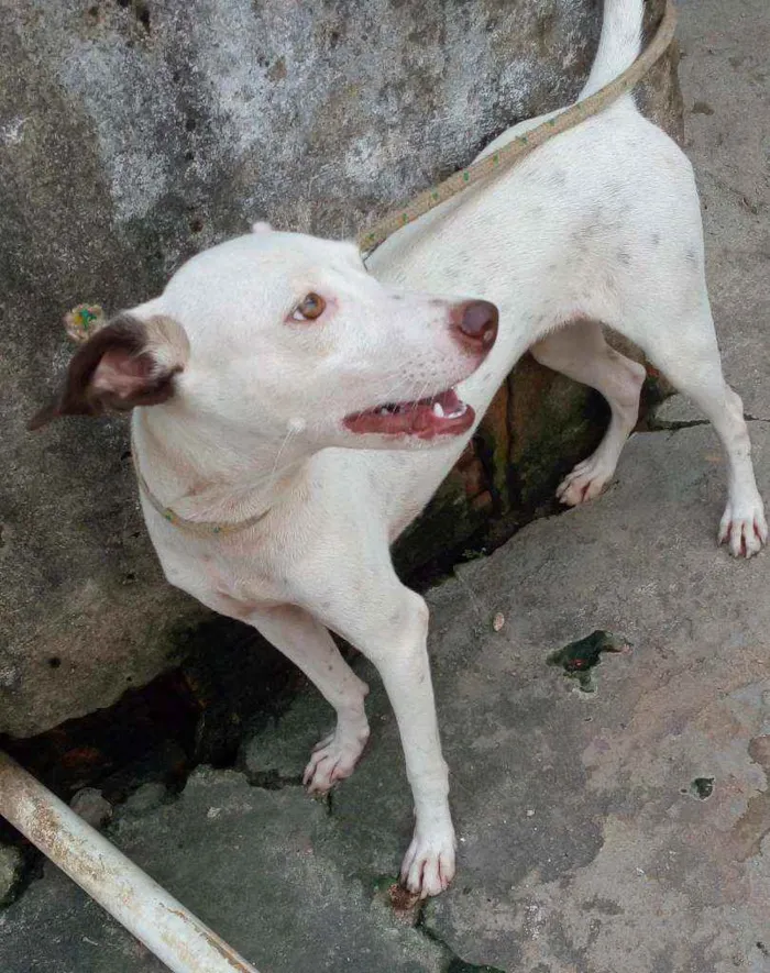 Cachorro ra a SRD idade 3 anos nome Xakira ,branquinha 