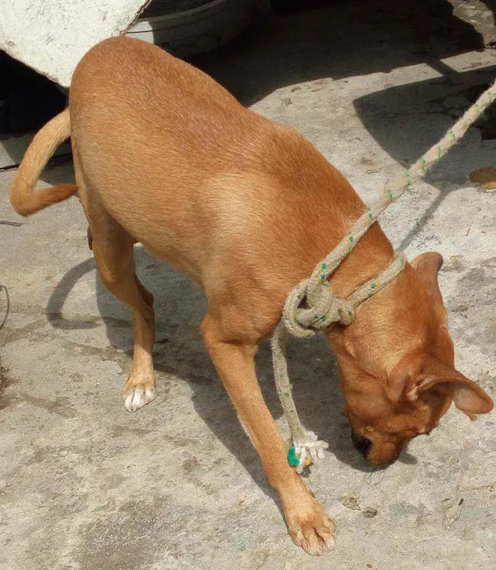 Cachorro ra a SRD idade 3 anos nome Xakira ,branquinha 