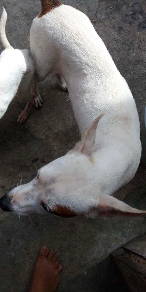 Cachorro ra a SRD idade 3 anos nome Xakira ,branquinha 