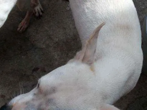 Cachorro ra a SRD idade 3 anos nome Xakira ,branquinha 