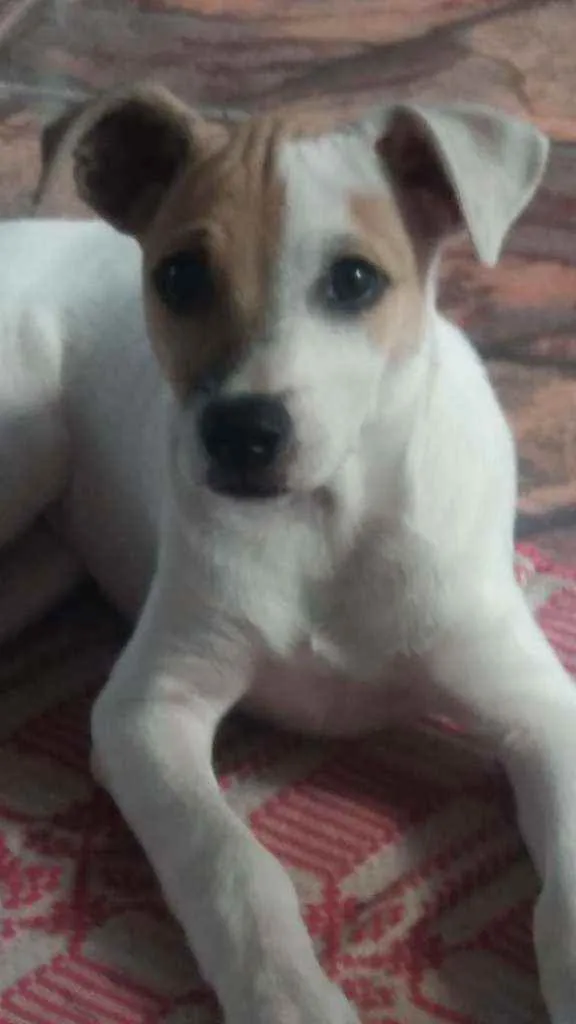 Cachorro ra a Jack Russel com vira lata idade 2 a 6 meses nome Nick 