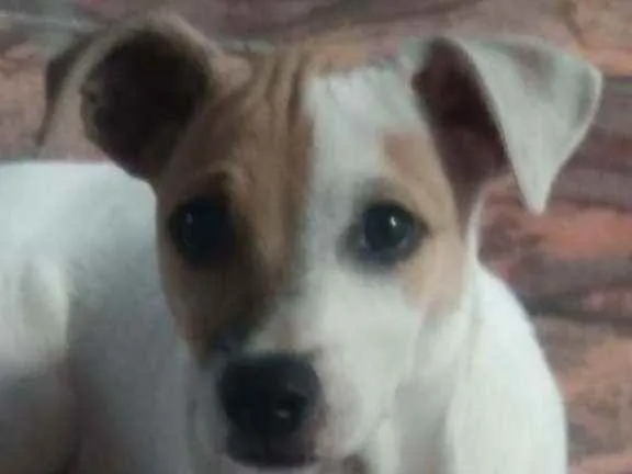 Cachorro ra a Jack Russel com vira lata idade 2 a 6 meses nome Nick 