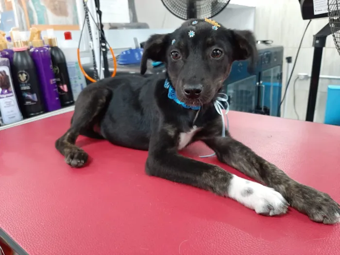Cachorro ra a SRD idade 2 a 6 meses nome Pretinha baixinha
