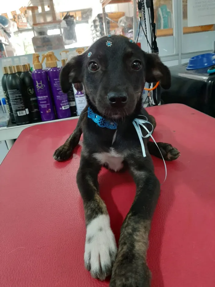 Cachorro ra a SRD idade 2 a 6 meses nome Pretinha baixinha