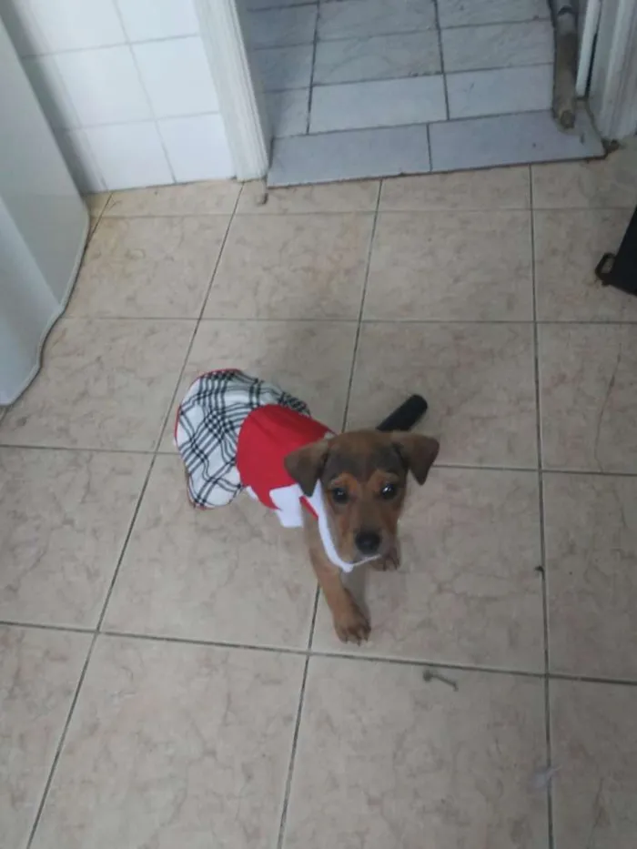 Cachorro ra a SRD-ViraLata idade  nome Julie