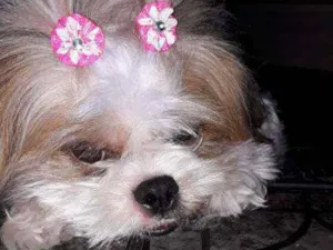 Cachorro raça Lhasa idade 2 anos nome Luna