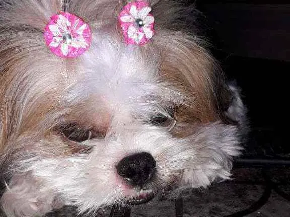 Cachorro ra a Lhasa idade 2 anos nome Luna