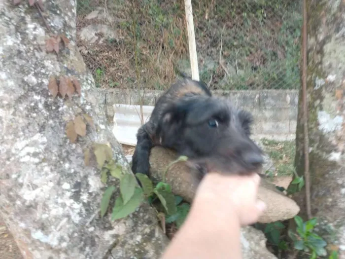Cachorro ra a SRD-ViraLata idade 2 anos nome Francisco