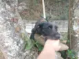Francisco