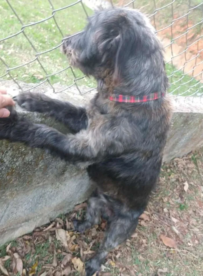 Cachorro ra a SRD-ViraLata idade 2 anos nome Francisco