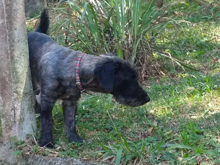 Cachorro ra a SRD-ViraLata idade 2 anos nome Francisco