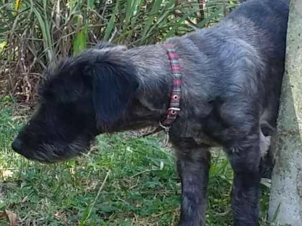 Cachorro ra a SRD-ViraLata idade 2 anos nome Francisco