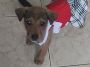 Cachorro raça SRD-ViraLata idade  nome Julie