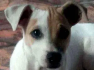 Cachorro raça Jack Russel com vira lata idade 2 a 6 meses nome Nick 