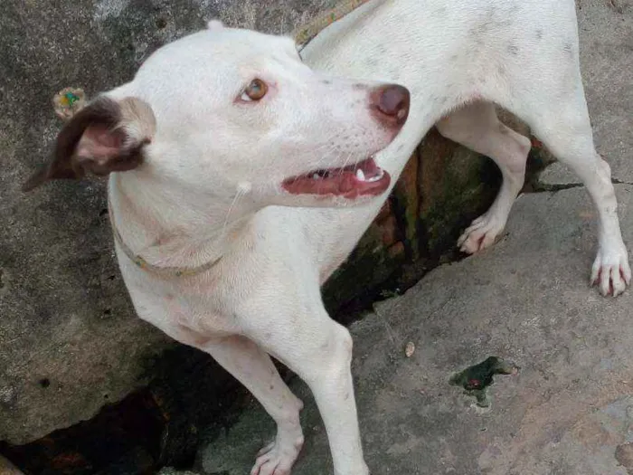 Cachorro ra a SRD idade 3 anos nome Xakira ,branquinha 