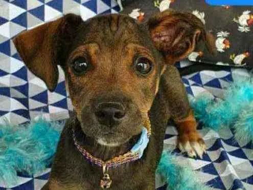 Cachorro ra a SRD idade 2 a 6 meses nome NICK