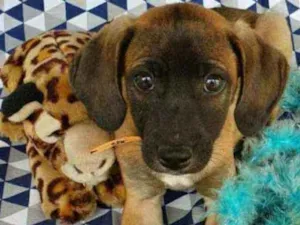 Cachorro raça SRD  idade 2 a 6 meses nome MUSHU