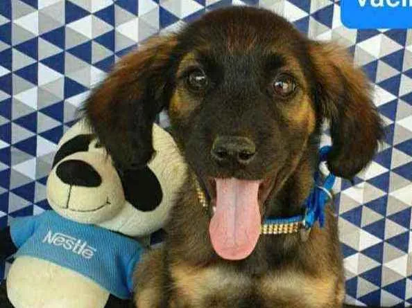 Cachorro ra a SRD idade 2 a 6 meses nome ROCCO 