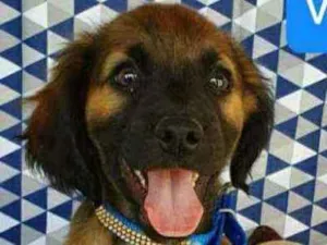 Cachorro raça SRD idade 2 a 6 meses nome DORON