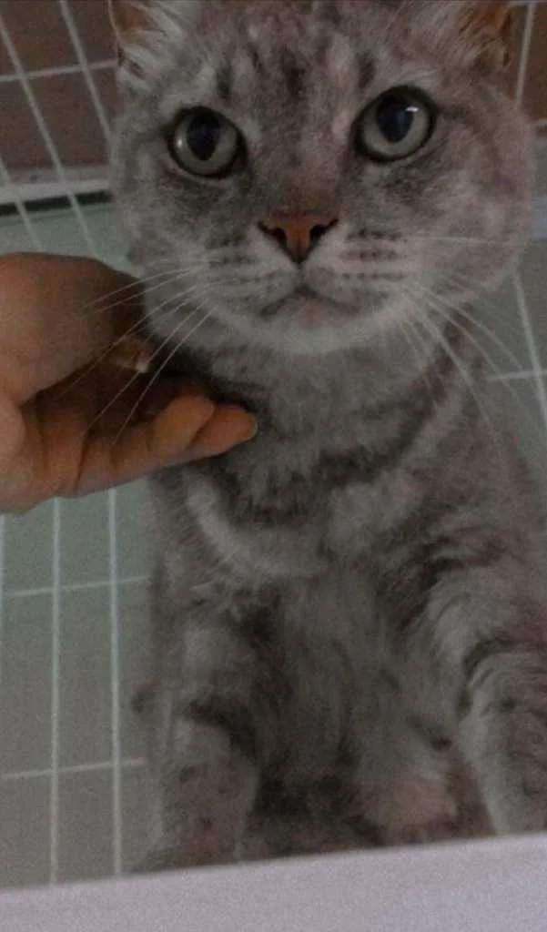 Gato ra a SRD idade 1 ano nome Milly