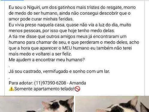 Gato ra a RSD idade  nome Niguiri