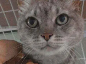 Gato raça SRD idade 1 ano nome Milly