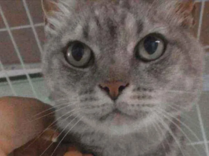 Gato ra a SRD idade 1 ano nome Milly