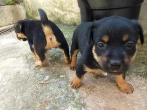 Cachorro raça Vira lata idade Abaixo de 2 meses nome Sem nome 