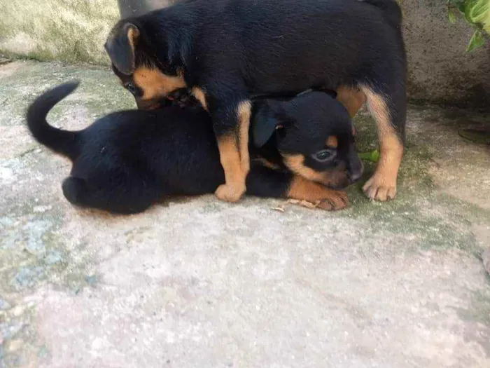 Cachorro raça Vira lata idade Abaixo de 2 meses nome Sem nome 