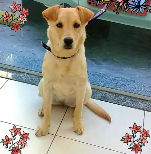 Cachorro ra a SRD-ViraLata idade 7 a 11 meses nome Brigite