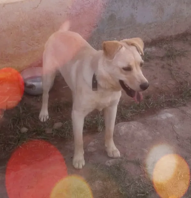 Cachorro ra a SRD-ViraLata idade 7 a 11 meses nome Brigite